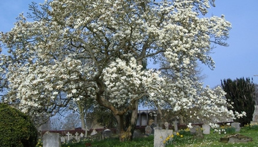 A magnolia tree in bloom A magnolia tree in bloom