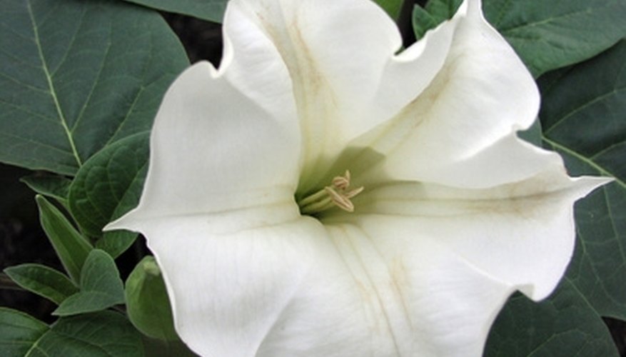 Moon flowers reveal themselves at night. Moon flowers reveal themselves at night.