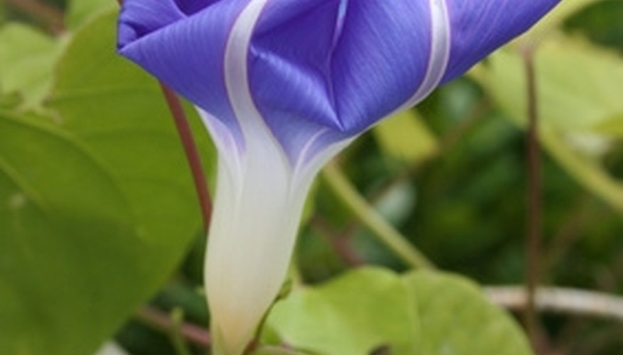 Morning glory flowers range from light blue to dark purple. Morning glory flowers range from light blue to dark purple.