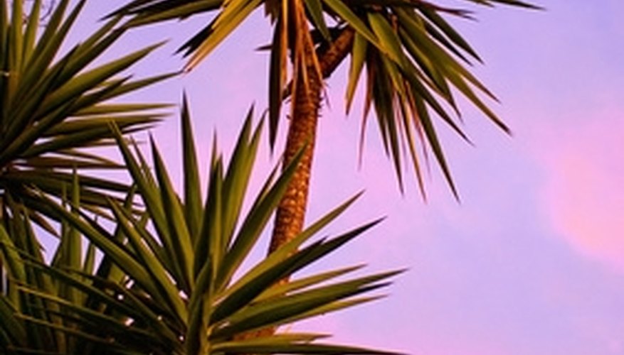 Giant yucca is the largest species of yucca. Giant yucca is the largest species of yucca.