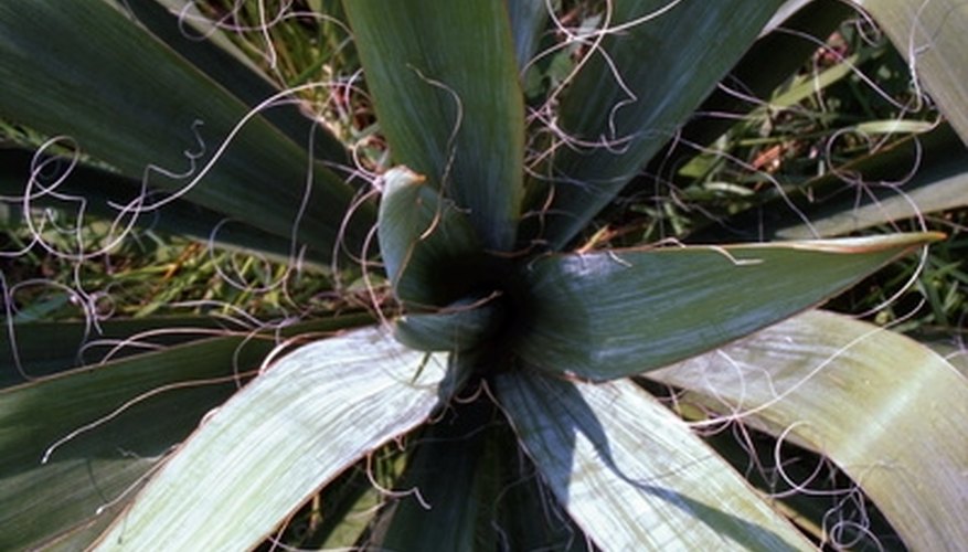 Spanish bayonet has sharp spiny tips. Spanish bayonet has sharp spiny tips.