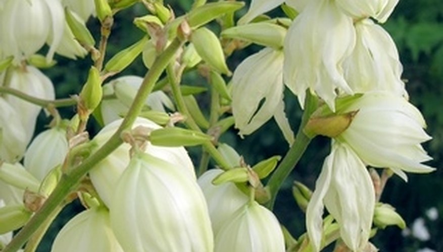 Flowers are white and bell-like. Flowers are white and bell-like.