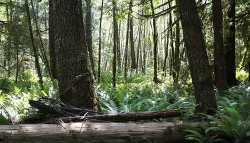 Thriving rain forests build themselves on nutrient-rich soil. Thriving rain forests build themselves on nutrient-rich soil.