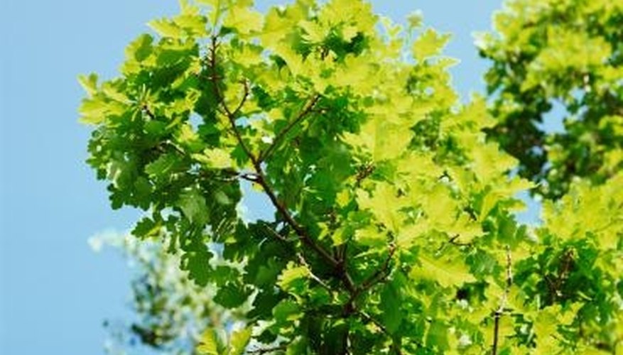 Shumard oak is a type of red oak tree. Shumard oak is a type of red oak tree.
