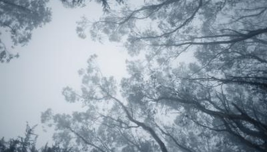 The lacey tops of eucalyptus trees filter sunlight and protect delicate florest floor plants. The lacey tops of eucalyptus trees filter sunlight and protect delicate florest floor plants.