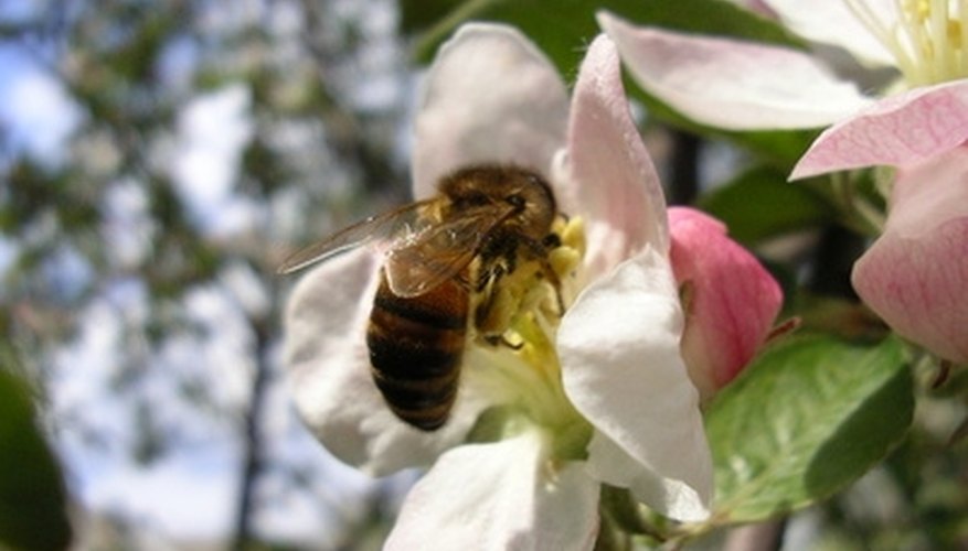 Bees are important for apple tree pollination. Bees are important for apple tree pollination.