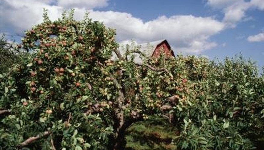 An apple orchard in bloom. An apple orchard in bloom.