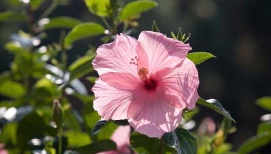 Hibiscus plants can be adapted to grow as a tree, reaching a maximum height of 15 feet. Hibiscus plants can be adapted to grow as a tree, reaching a maximum height of 15 feet.
