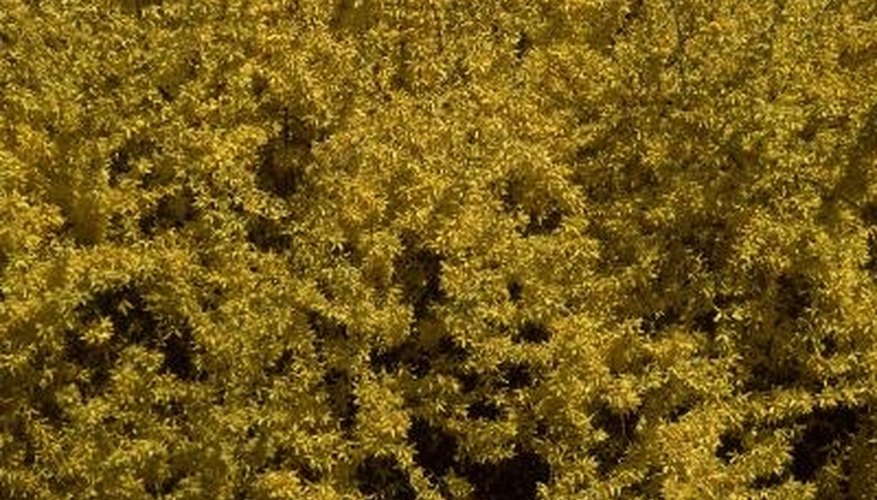 Forsythia displays well in mixed shrub borders. Forsythia displays well in mixed shrub borders.