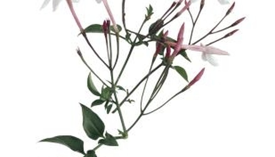 Pink jasmine features richly fragrant, white blossoms. Pink jasmine features richly fragrant, white blossoms.