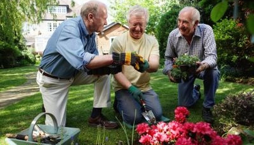 Rid your rhododendrons of weevils to keep it healthy. Rid your rhododendrons of weevils to keep it healthy.
