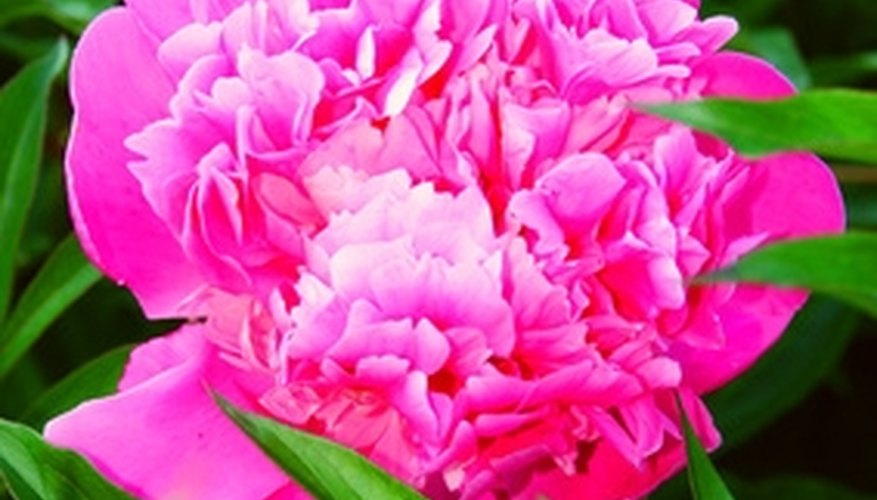 The peony symbolizes a happy life. The peony symbolizes a happy life.