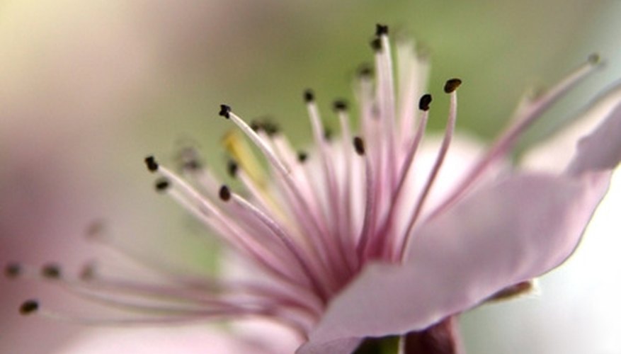 Peach flowers appear before the tree produces leaves. Peach flowers appear before the tree produces leaves.