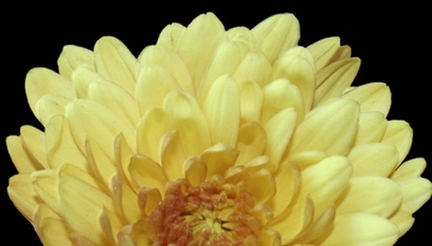 Mums are traditionally homecoming corsage flowers. Mums are traditionally homecoming corsage flowers.