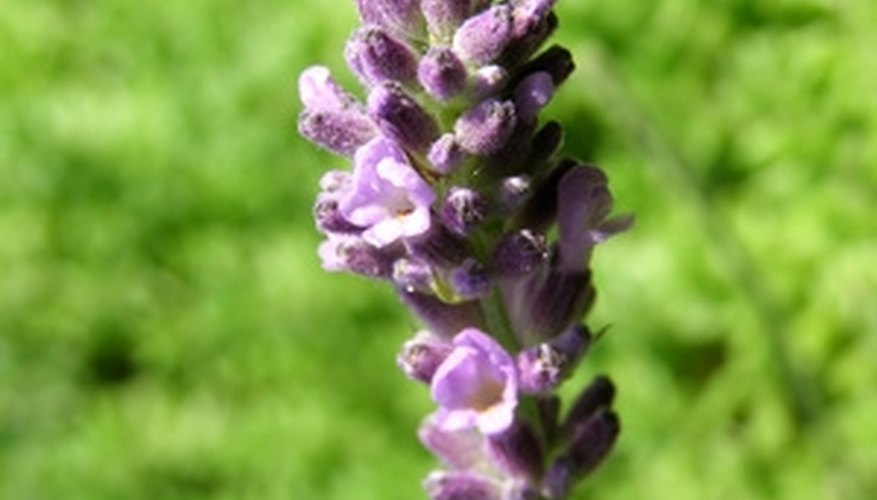 Lavender promotes healing and brings a peaceful, calm state that aids sleep. Lavender promotes healing and brings a peaceful, calm state that aids sleep.