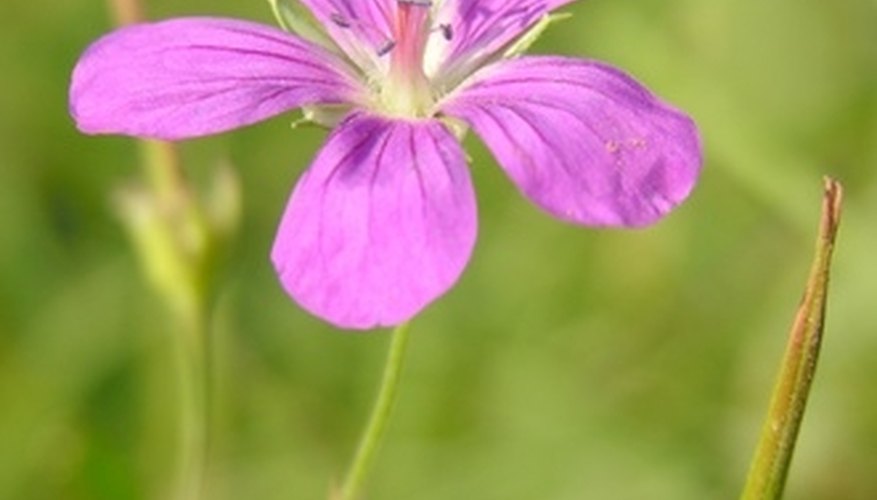 The globe amaranth symbolized long life and immortality. The globe amaranth symbolized long life and immortality.