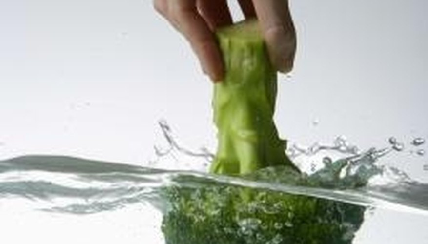 Broccoli can be grown hydroponically if cool growing conditions are maintained. Broccoli can be grown hydroponically if cool growing conditions are maintained.