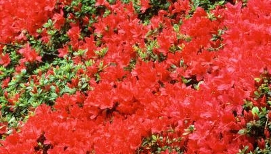 Well-prepared soil will produce healthy azaleas. Well-prepared soil will produce healthy azaleas.