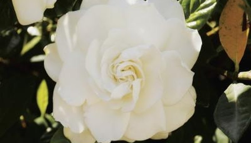 The gardenia produces large white blossoms in late spring. The gardenia produces large white blossoms in late spring.