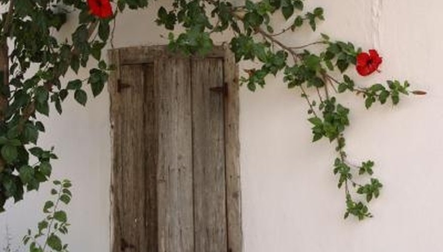 Flowering vines can thrive in part shade. Flowering vines can thrive in part shade.