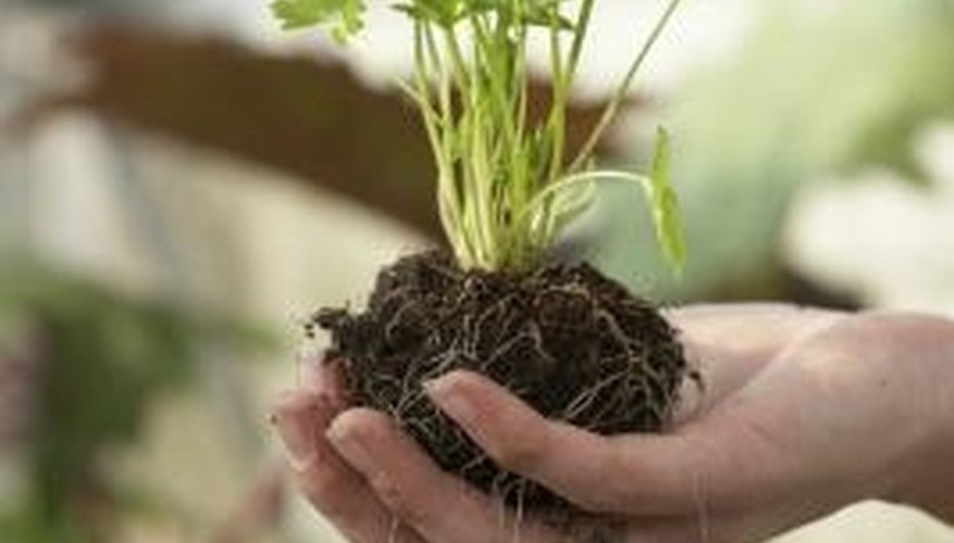 Roots spread out from the base of the plant in order to capture water and food. Roots spread out from the base of the plant in order to capture water and food.