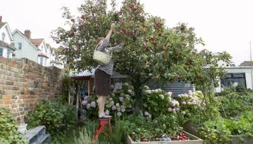 List of Self Pollinating Apple Trees | Garden Guides