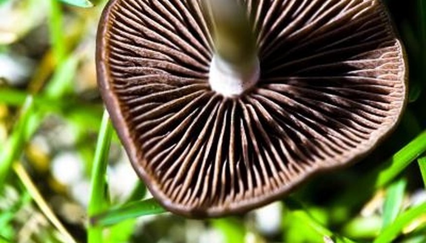 Wild mushrooms can be found throughout Wisconsin. Wild mushrooms can be found throughout Wisconsin.