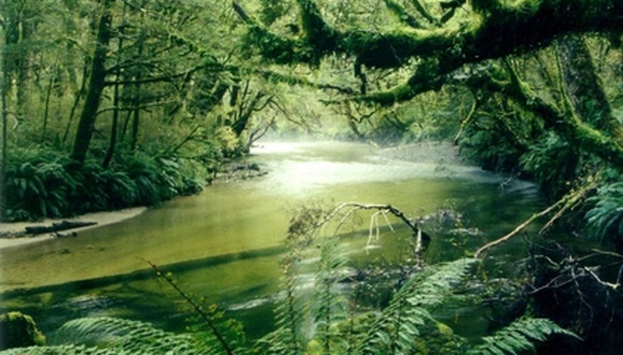 There are thousands of plant species in the rainforest. There are thousands of plant species in the rainforest.