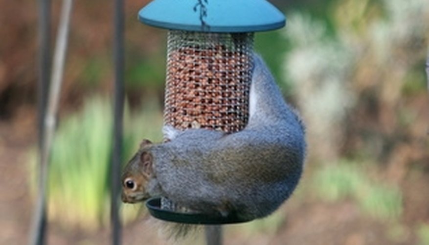 Squirrels easily steal bird food from unprotected feeders. Squirrels easily steal bird food from unprotected feeders.