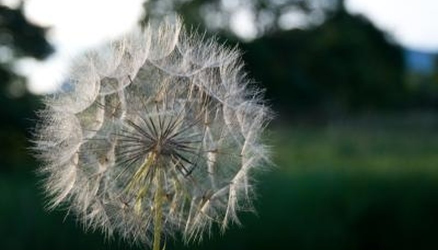 Remove weeds with common household products to reduce lawn damage. Remove weeds with common household products to reduce lawn damage.