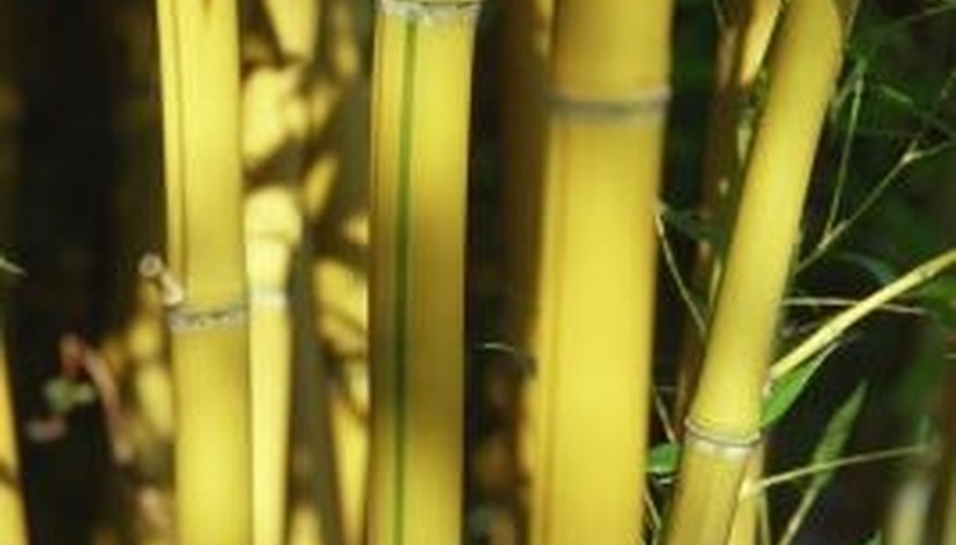 Repot your golden bamboo every three years. Repot your golden bamboo every three years.