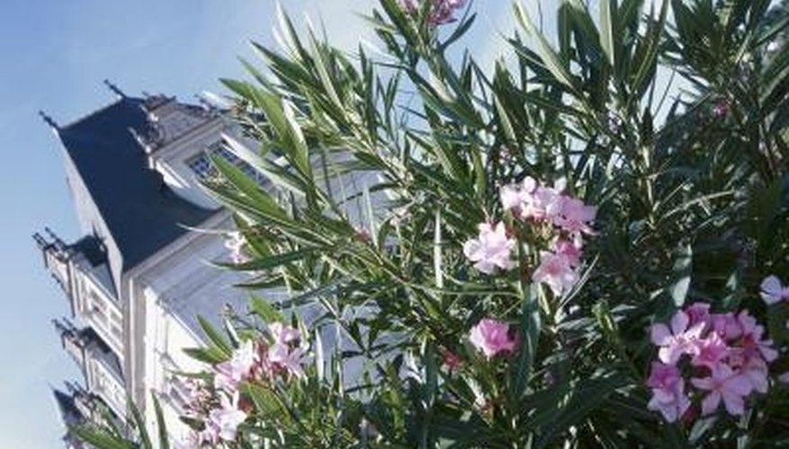 Care for Oleander Care for Oleander