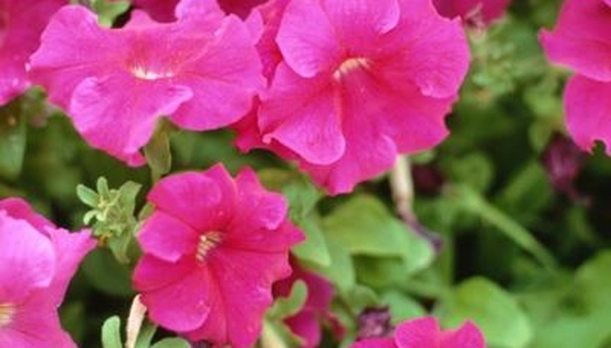 Colorful and easy to grow, petunias are a staple of home gardens. Colorful and easy to grow, petunias are a staple of home gardens.