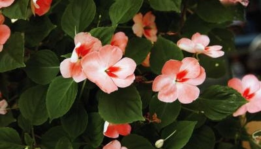 Plant impatiens in zone 6 and enjoy vibrant flowers--and hummingbirds. Plant impatiens in zone 6 and enjoy vibrant flowers--and hummingbirds.