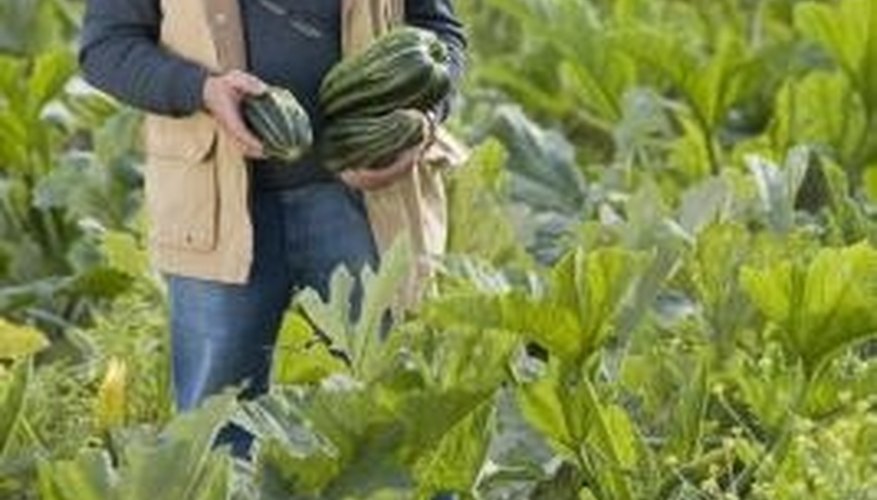 Some zucchini leaves naturally have white blotches. Some zucchini leaves naturally have white blotches.