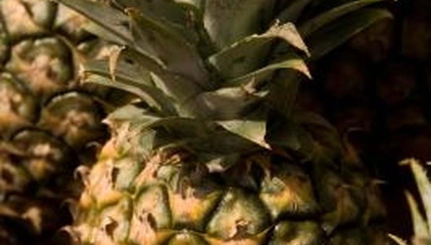 The pineapple is a type of bromeliad, perhaps the most well-known. The pineapple is a type of bromeliad, perhaps the most well-known.