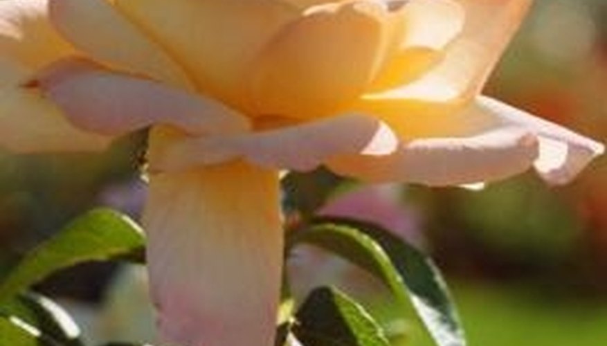 After transplanting a rose bush, prevent wilt with extra water. After transplanting a rose bush, prevent wilt with extra water.