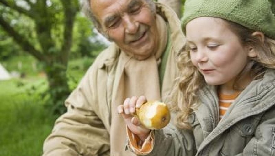Plant pear cuttings to grow fresh pears in the garden. Plant pear cuttings to grow fresh pears in the garden.