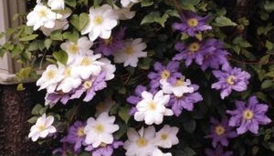 Clematis is a flowering climbing perennial that will cover trellises, fences and walls. Clematis is a flowering climbing perennial that will cover trellises, fences and walls.