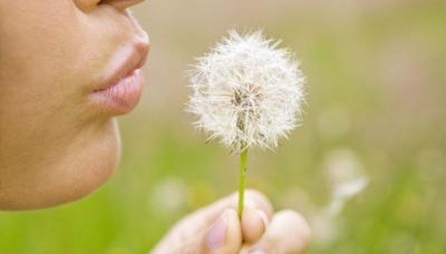 Dandelions trigger allergies for some people. Dandelions trigger allergies for some people.
