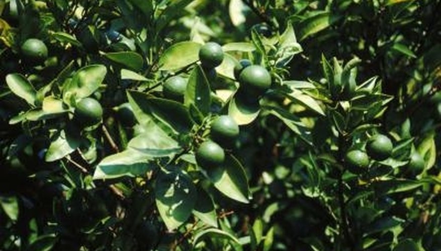 Pruning dwarf lime trees should focus on maintaing the tree's health. Pruning dwarf lime trees should focus on maintaing the tree's health.
