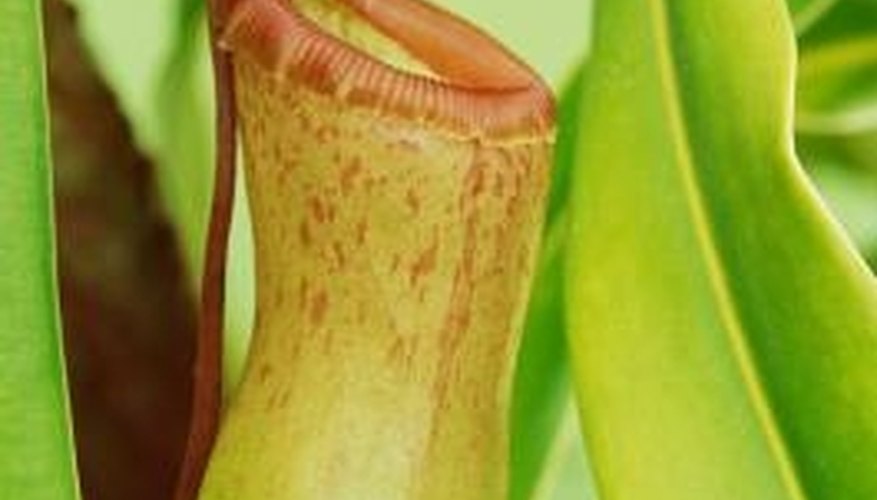 The trap of the pitcher plant contains a barrier rim. The trap of the pitcher plant contains a barrier rim.