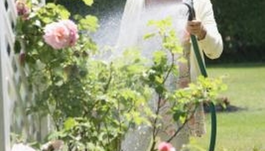 Spray roses early in the morning on hot days. Spray roses early in the morning on hot days.