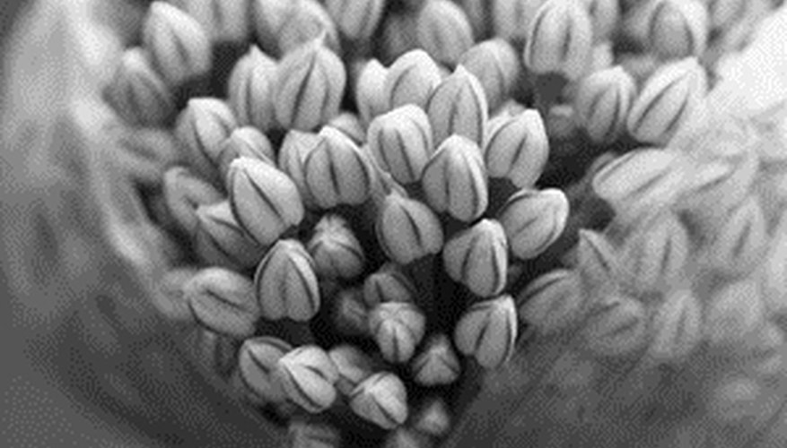 Plant onion seeds indoors or directly in the garden. Plant onion seeds indoors or directly in the garden.