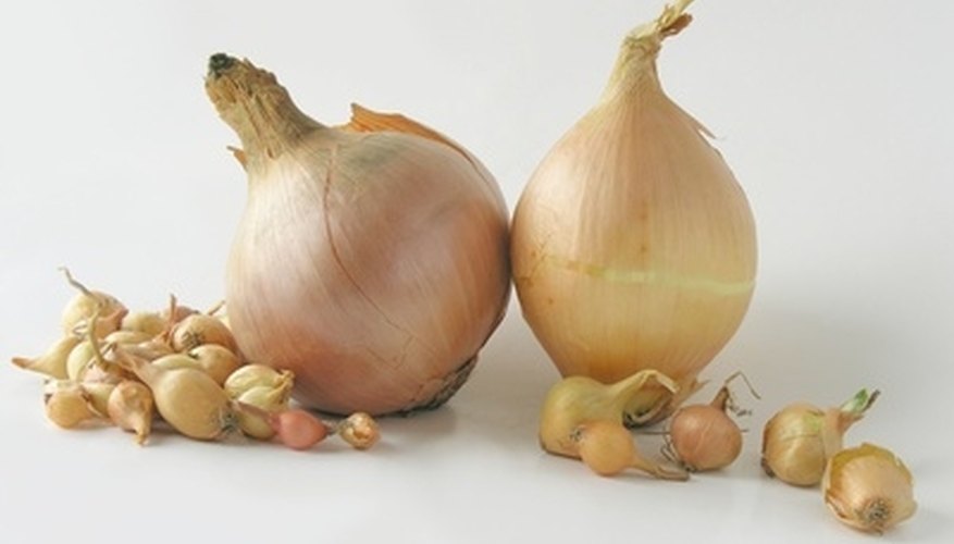 Onion sets are tiny onion bulbs. Onion sets are tiny onion bulbs.