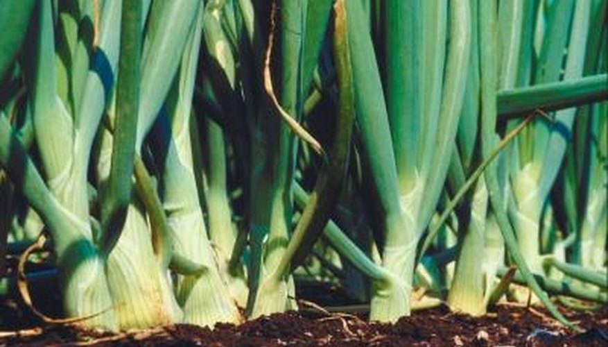 Onions are planted from seed, sets or transplants. Onions are planted from seed, sets or transplants.