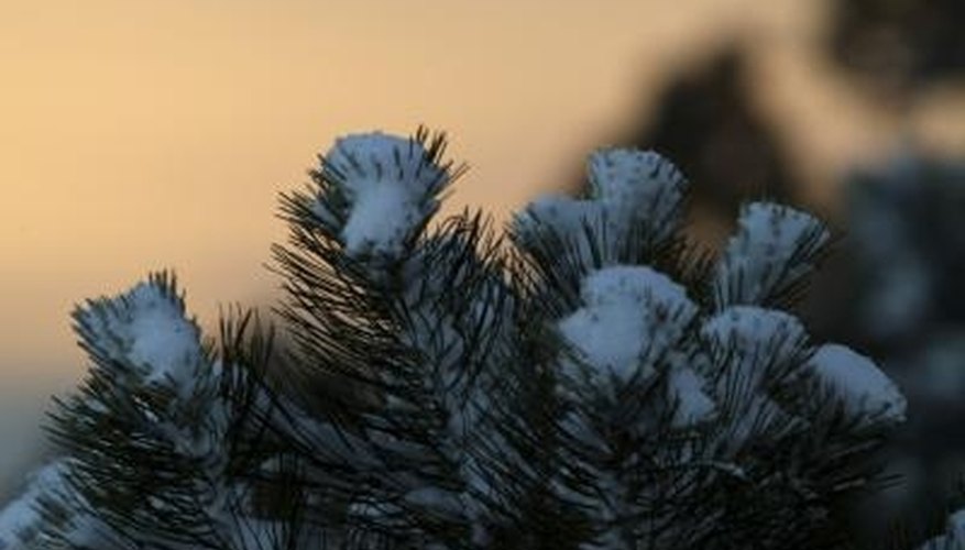 Fertilize Colorado (Blue) Spruce Fertilize Colorado (Blue) Spruce