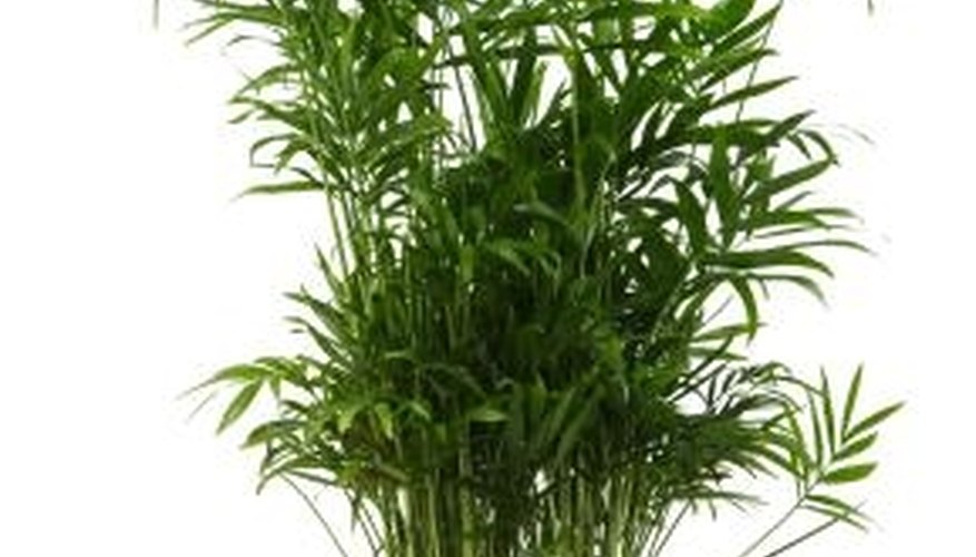 Bamboo likes rich soil. Bamboo likes rich soil.