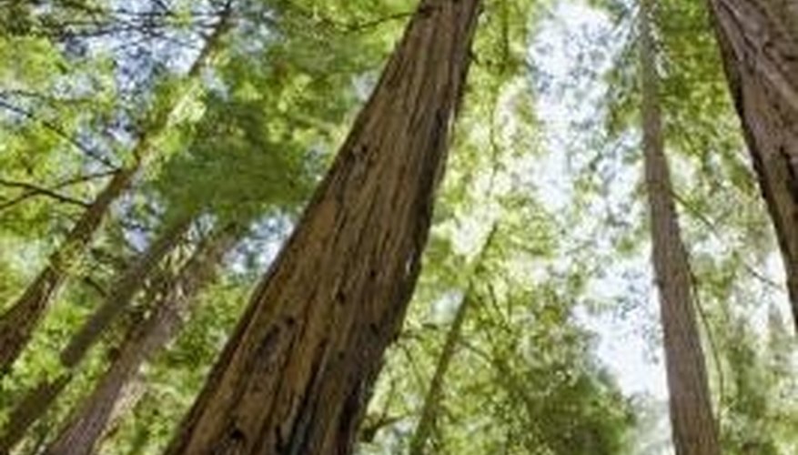 Fire creates optimal soil conditions and triggers the release of redwood seeds Fire creates optimal soil conditions and triggers the release of redwood seeds