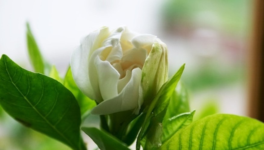 Check for insects if your gardenia is losing its leaves. Check for insects if your gardenia is losing its leaves.